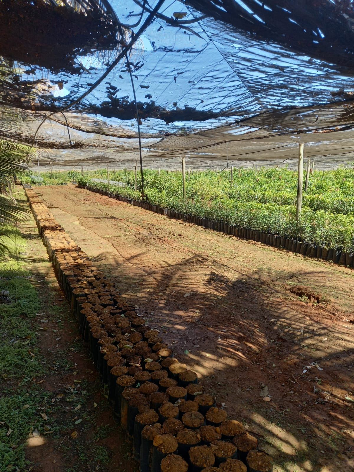 Fileiras de mudas em produção no viveiro da Agrodoll, sob tela de sombreamento