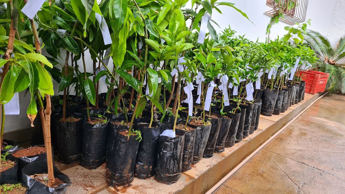 Mudas etiquetadas e prontas para entrega no viveiro Agrodoll