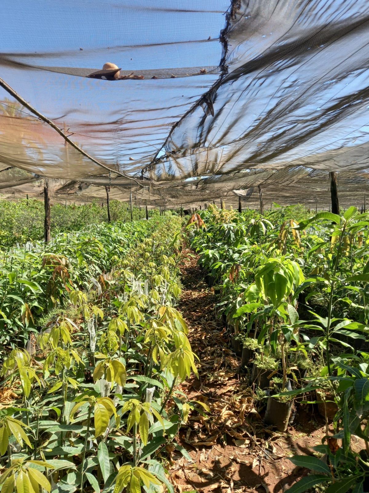Fileiras de mudas em produção sob tela de sombreamento no viveiro Agrodoll